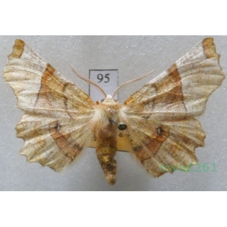Selenia lunularia (Hübner, 1788) male Skrzytek księżyczak Czech95